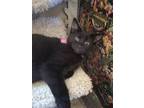 Adopt Lucy Paw's Up Pet Rescue a Domestic Short Hair