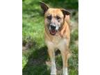 Adopt Cutesi a German Shepherd Dog