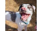 Adopt Elsie a Catahoula Leopard Dog, Mixed Breed