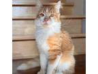 Adopt Mayvie a Domestic Long Hair