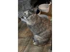 Adopt Lavender a Dilute Tortoiseshell