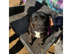 Adopt Dakota a Labrador Retriever, Boxer