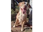 Adopt Butterfly a Staffordshire Bull Terrier