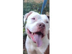 Adopt Stormi a Staffordshire Bull Terrier