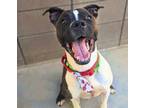 Adopt CYRUS a Pit Bull Terrier, Boxer