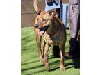 Adopt Prince 01-7128-22 a Hound, Bull Terrier