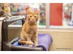 Adopt Maximus a Abyssinian