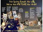 Adopt More Mature & Senior Cats (male & female) 2 pages a Domestic Short Hair