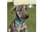 Adopt Pablo a Plott Hound