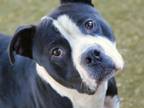 Adopt GLOVER a American Staffordshire Terrier, Mixed Breed