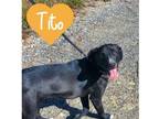 Adopt Tito FL a Labrador Retriever