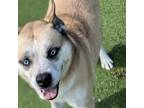 Adopt Ace a Husky, Labrador Retriever