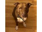 Adopt Prince G.O.A.T. a Pit Bull Terrier