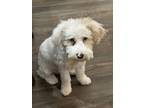 Adopt Mini poodle mix - Roman - SPECIAL NEEDS, PLEASE READ. BIO a Poodle