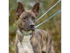 Adopt Steuben a German Shepherd Dog