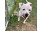 Adopt Zeus a Pit Bull Terrier