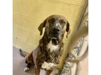 Adopt FESTER (Neutered!) a Boxer, Mastiff