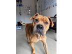 Adopt Brock a Mastiff