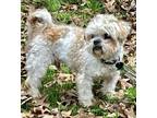 Adopt Sheldon Trooper a Shih Tzu