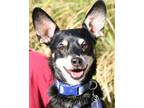 Adopt Sparky a Miniature Pinscher, Dachshund