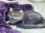 Adopt Freedom a Domestic Long Hair, Maine Coon