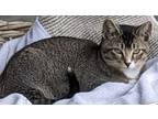 Adopt Scoop a Tabby