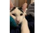 Adopt Chip & Dale a Turkish Van