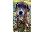 Adopt Anderson a Black Mouth Cur