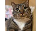 Adopt Toby a Domestic Short Hair, Tabby