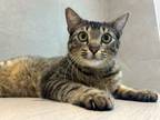 Adopt HUGO a Domestic Short Hair