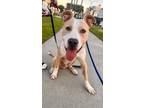 Adopt SWEET BUDDY a Pit Bull Terrier, Hound