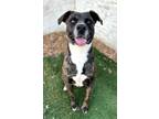 Adopt Titan a Labrador Retriever, Pit Bull Terrier