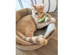 Adopt Benny Banana a Tabby