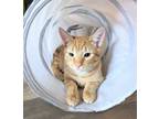 Adopt Mr Mandarin a Tabby