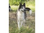 Adopt Diesel a Siberian Husky, German Shepherd Dog