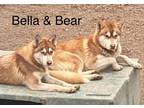 Adopt Bella and Bear a Siberian Husky