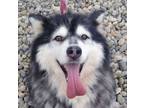 Adopt Jacob a Alaskan Malamute