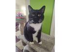 Adopt Tundra a Manx, Domestic Short Hair