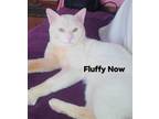 Adopt Fluffy-S a Persian