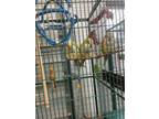 Adopt Three bonded Quakers. Mom dad and baby a Parrot (Other), Quaker Parakeet