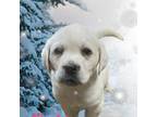 Labrador Retriever Puppy for sale in Isanti, MN, USA