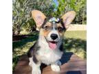 Pembroke Welsh Corgi Puppy for sale in Orlando, FL, USA