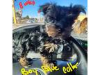 Yorkshire Terrier Puppy for sale in Beckville, TX, USA