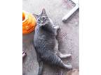 Adopt Sweet Pea a Gray, Blue or Silver Tabby American Shorthair / Mixed (short