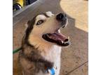 Adopt Bronx a White - with Tan, Yellow or Fawn Husky / Mixed dog in N Las Vegas