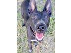 Adopt Geordie a Black Belgian Malinois / Dutch Shepherd / Mixed dog in Red