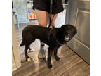 Adopt Beth a Black Labrador Retriever / Shepherd (Unknown Type) / Mixed dog in