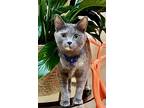 Adopt Daisy a Gray or Blue Domestic Shorthair / Domestic Shorthair / Mixed cat