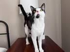 Adopt O'Brian a All Black Domestic Shorthair / Domestic Shorthair / Mixed cat in