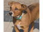 Adopt Rocket a Tan/Yellow/Fawn Australian Cattle Dog / Australian Kelpie / Mixed